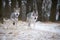 Wolves in forrest in winter