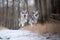 Wolves in forrest in winter on snow