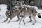 The wolves are male and female during the rut mating games, the wolf cares for the she-wolf, the predatory animals play and jump