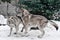 The wolves are male and female during the rut mating games, the wolf cares for the she-wolf, the predatory animals are playing,