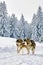 Wolves running in wild winter snowy forest