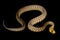 Woma Python (Aspidites ramsayi)