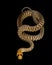 Woma Python (Aspidites ramsayi)