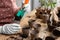 Woman adding soil into peat pots at wooden table, closeup. Growing vegetable seeds