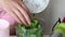 A woman adds mint leaves to a blender bowl. The process of making Swiss roll. Close-up shot
