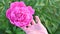 A woman admires homegrown a beautiful pink peony in the garden.