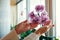 Woman admiring purple orchid flowers on window sill. Gardener taking care of home plants