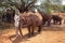 Woman with Adopted Baby African Elephants at the David Sheldrick Wildlife Trust in Tsavo national Park, Kenya