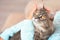 Woman with adorable Maine Coon cat at home, closeup.