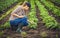 Woman agronomist checks potato growth rates on an eco farm