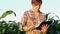 Woman agronomist using tablet computer in agricultural cultivated corn field in sunset