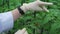 A woman agronomist walks around the greenhouse and writes down data about tomatoes. Care for tomato leaves