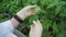 A woman agronomist walks around the greenhouse and writes down data about tomatoes. Care for tomato leaves