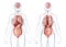Woman anatomy internal organs, rear and front views