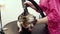 Woman, animal groomer using hair dryer to dry dog's fur after bathing. Purebred dog in animal grooming salon