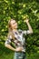 Woman in an apple tree garden during the harvest season. Young s