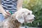 Woman applying tick and flea prevention treatment to her dog