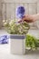 Woman arranging bouquet with hyacinth and chamelaucium flowers