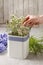 Woman arranging bouquet with hyacinth and chamelaucium flowers