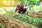 Woman asia plant vegetables gardening at The backyard. Women asia dig into soil the vegetable garden. Happy with the vegetable