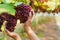 Woman asian farmer hold a bunch of fresh grapes in vineyards, Selective focus