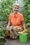 The woman of average years reaps a crop of vegetables in the greenhouse