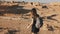 Woman with backpack explores ancient desert ruins. Beautiful European tourist walks on rocks and sand. Masada Israel 4K.