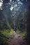 A woman with a backpack, a hiker, walks along a stony path in the middle of a dense forest. travel concept. Trail to Shdugra