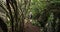 Woman with backpack and hiking poles walks on forest trail in Madeira island