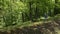 Woman with backpack walking on forest edge