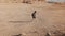 Woman with backpack walks to desert ruins. Young Caucasian female traveler on dry sand, rocks, walls. Masada Israel 4K.