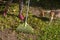 Woman in backyard raking dry leaves from autumn foliage during quarantine