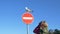 Woman with bag takes picture on seagull on road closed sign