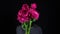 A woman in a balaclava mask is standing with flowers. The bandit holds out a bouquet of pink flowers to the camera. On a