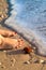 Woman bare feet standing on sandy beach next sea urchin and marine sea shells