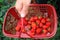 Woman with basket of strawberry