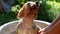 A woman bathes a dog on a sunny summer day. The pet is escaping the heat. pet care. Pets bathing. Yoksher terrier wet in the bathr