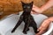 A woman bathes a small black frightened kitten in water cleans it from fleas and ticks with a special shampoo.