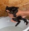 A woman bathes a small black scared kitten in water, cleans it of fleas and ticks with a special shampoo.