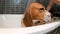 Woman bathing a dog in the home bathtub