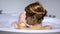 Woman in bathtub washing body, hygienic procedure, home spa concept, back view
