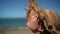 Woman beach beauty portrait video. Lady lying down tanning wearing straw hat as sun protection on beach holiday. Summer