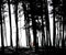 Woman on a beach behind black and white backlit beach pine forest