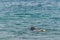 woman at the beach snorkeling