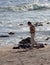 Woman beachcomb on Glass Beach