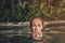 Woman with beautiful blue eyes looking out of the pool with nose under water