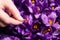 Woman with beautiful Saffron crocus flowers, above view