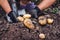 Woman on a bed digging potatoes, potato harvest