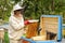 Woman beekeeper looks after bees