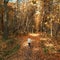 Woman from behind walking, autumn deciduous forest